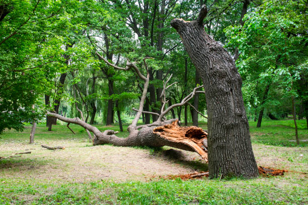 Best Leaf Removal  in Archer, FL