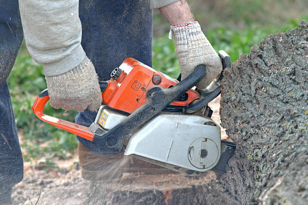 Best Emergency Tree Removal  in Archer, FL